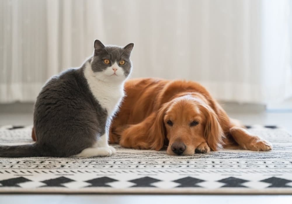 موکت مناسب حیوان خانگی (سگ و گربه) + تصاویر مدلهای پالازموکت